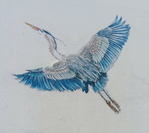 Oiseau Anne VILLEMIN (1)